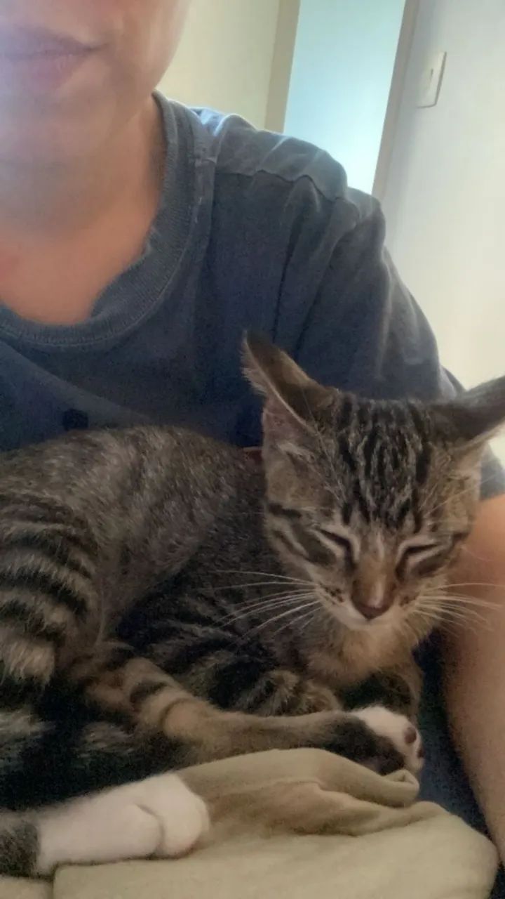 Gata filhote para Adoção 