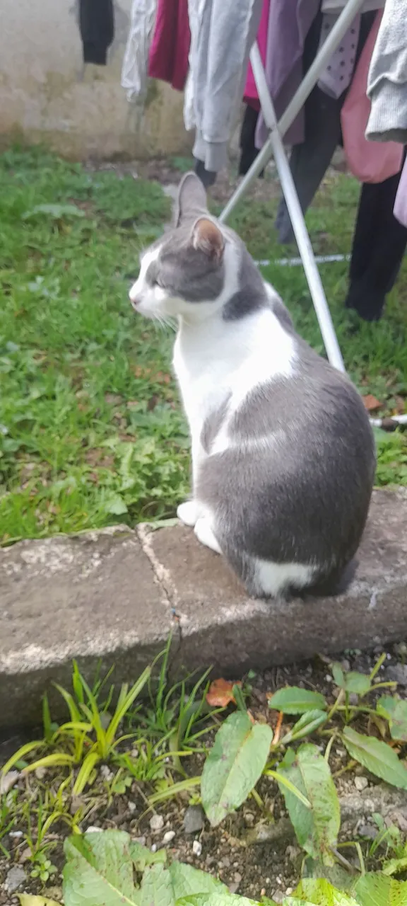 Gatinho cinza e branco para adoção