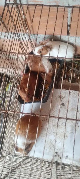 Dois casais de  porquinhos da índia fofinhos para adoção - Foto 2