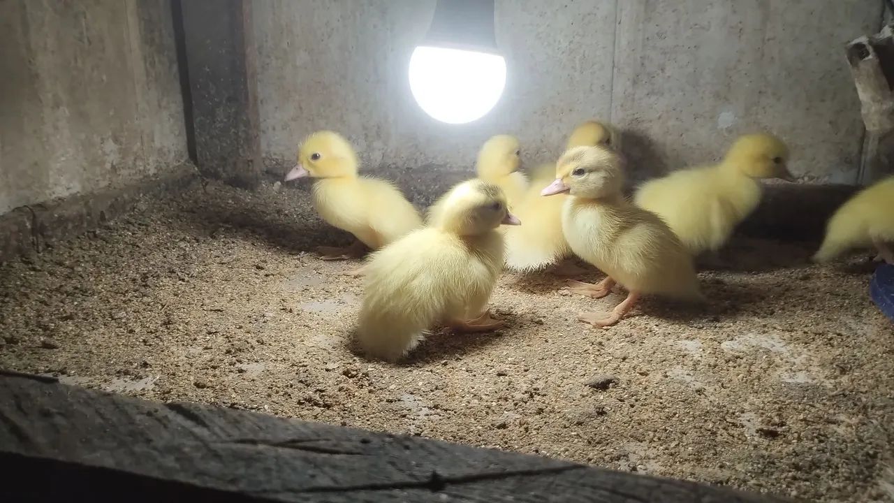 Filhotes de Patos Gigante Alemão  - Foto 2