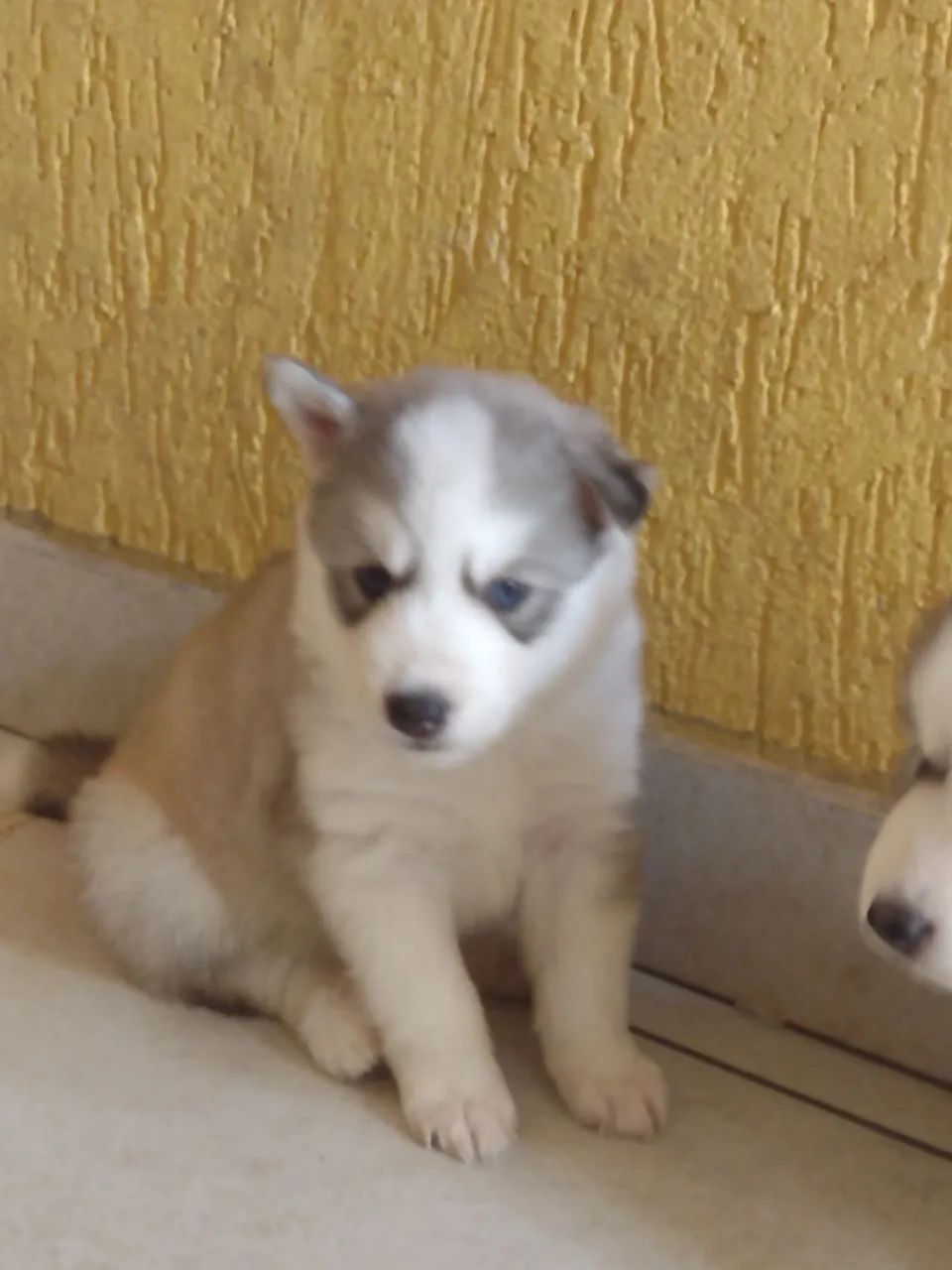 Filhotes de Husky Siberiano - Foto 3