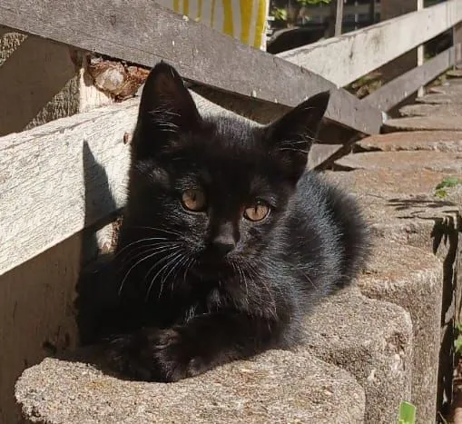 Gata filhote para adoção