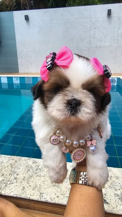Linda Shih Tzu Filhotes - Foto 3