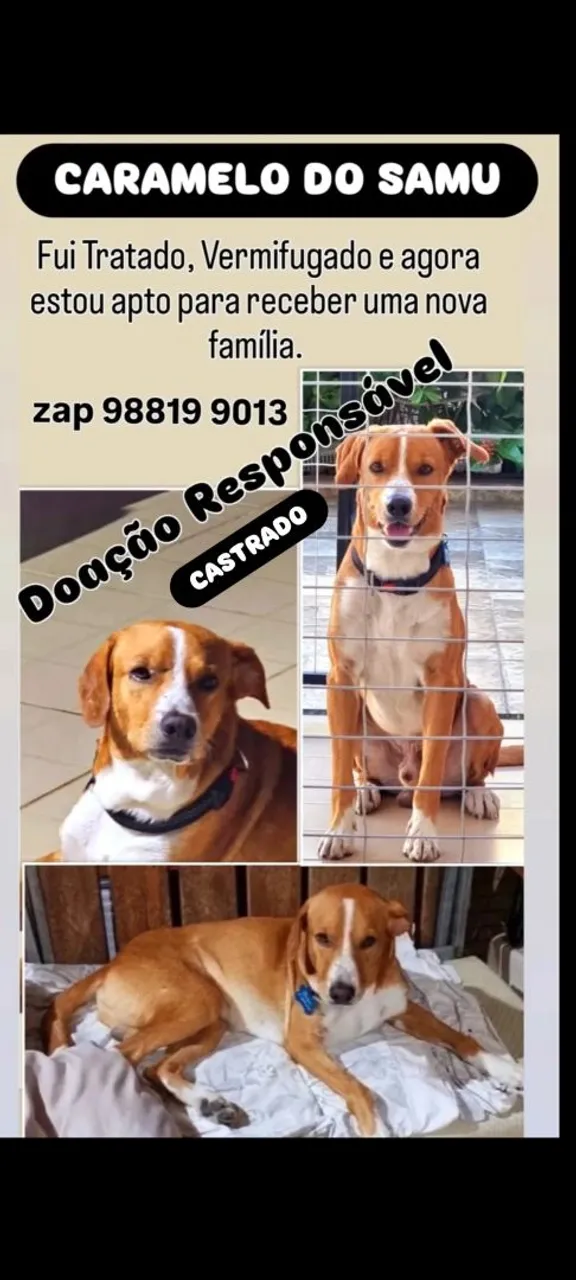 Doaçao Responsável zap *