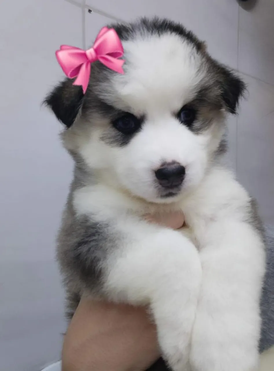Filhotes Husky Siberiano