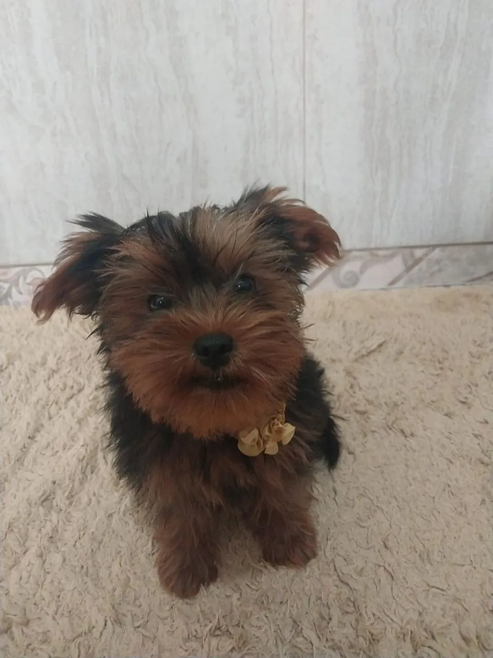 Yorkshire Terrier Filhotes
