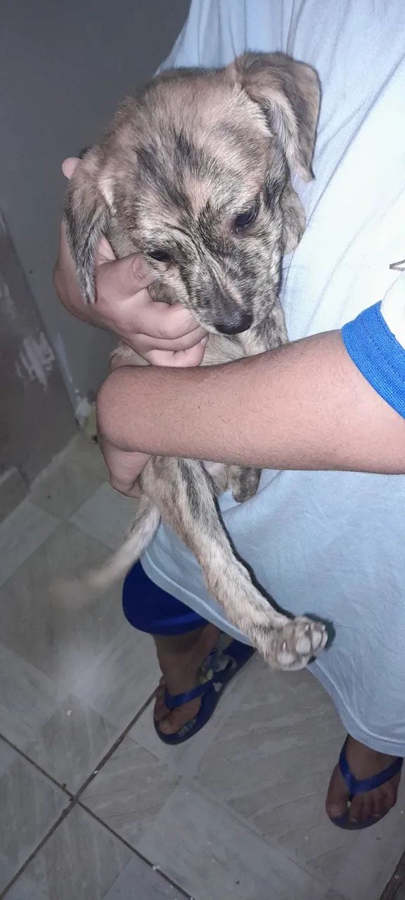 Doação de Filhote de cachorro - Foto 6