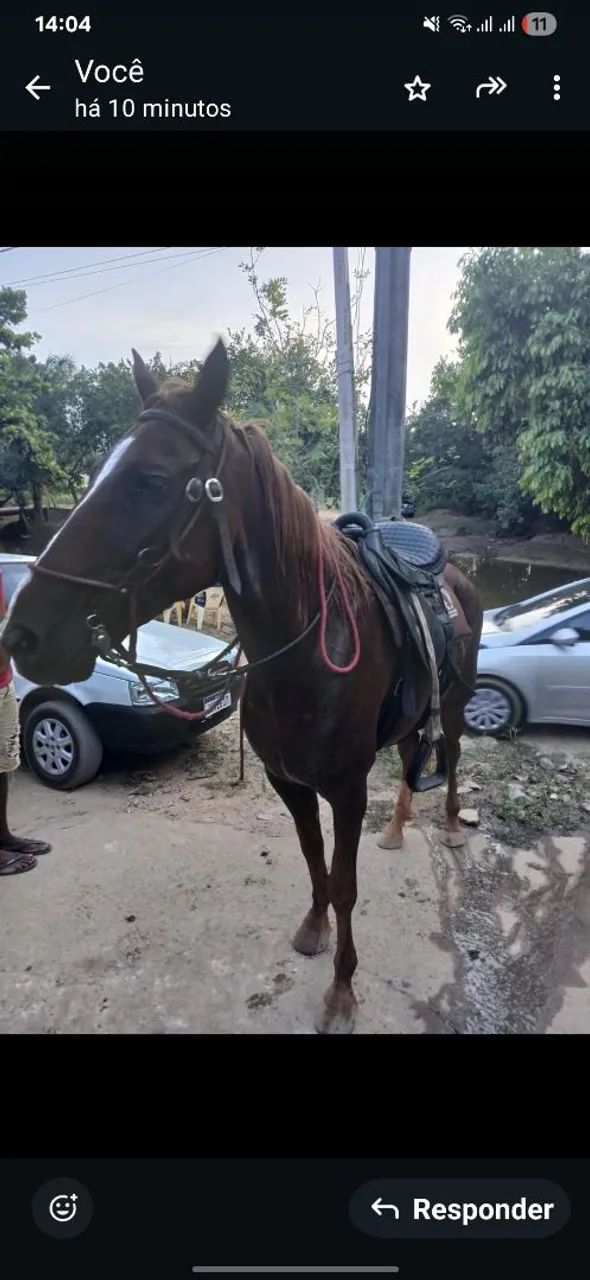 VENDE ÉGUA - Foto 3