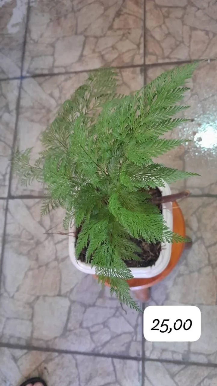 Samambaia linda e saudável