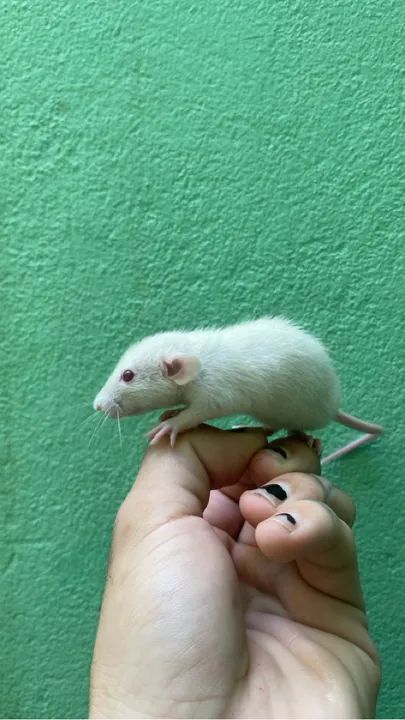 Pets Twister- mercol pet -Dumbo - Pet (machos e fêmeas disp) - Foto 2