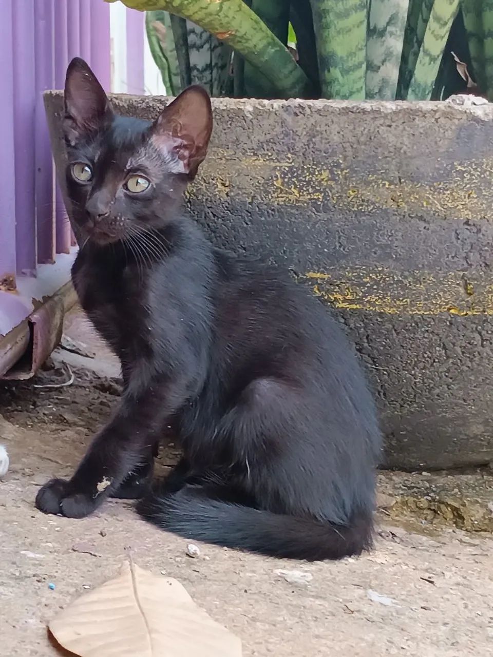 Gatinhos Filhotes - Foto 6