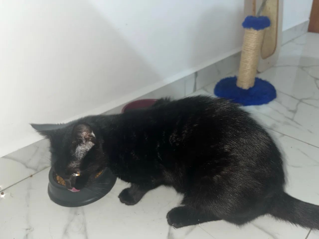 Gatinha para Doação  - Foto 2