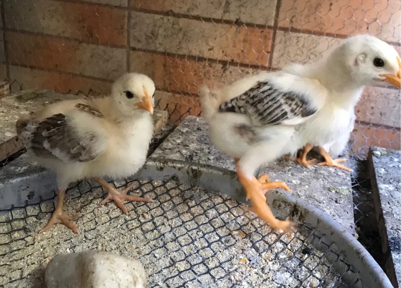 Pintinhos índio mestiço com caioira - Foto 4