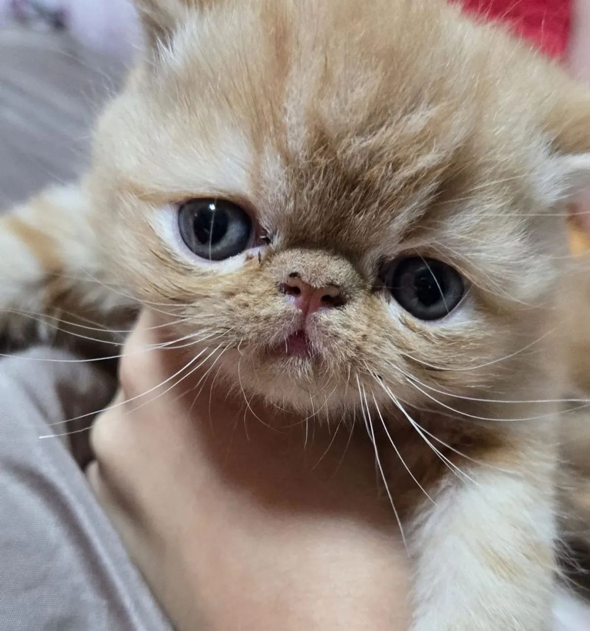 Filhotes de gato persa:exótico  - Foto 4