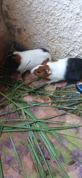 Porquinhos da india saudáveis  - Foto 2