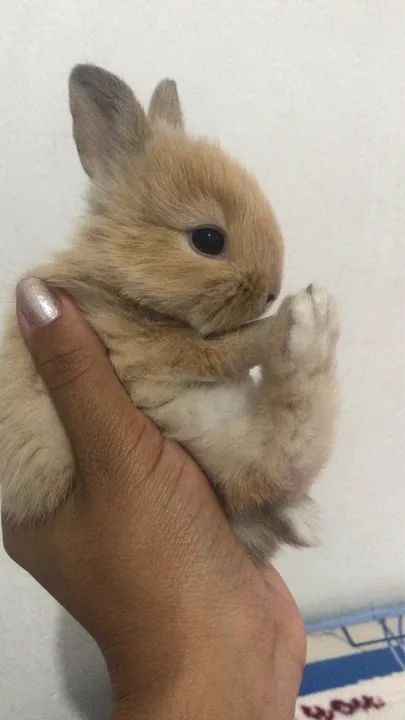 Doação de filhotes de coelho Anápolis 