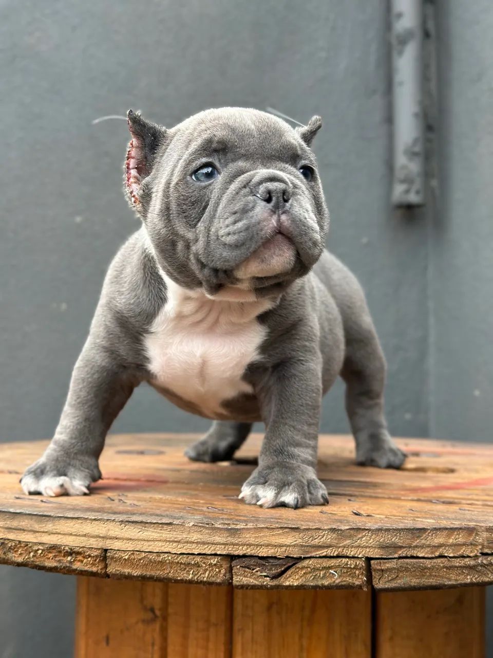 AMERICAN BULLY MICRO - MACHO  - Foto 5