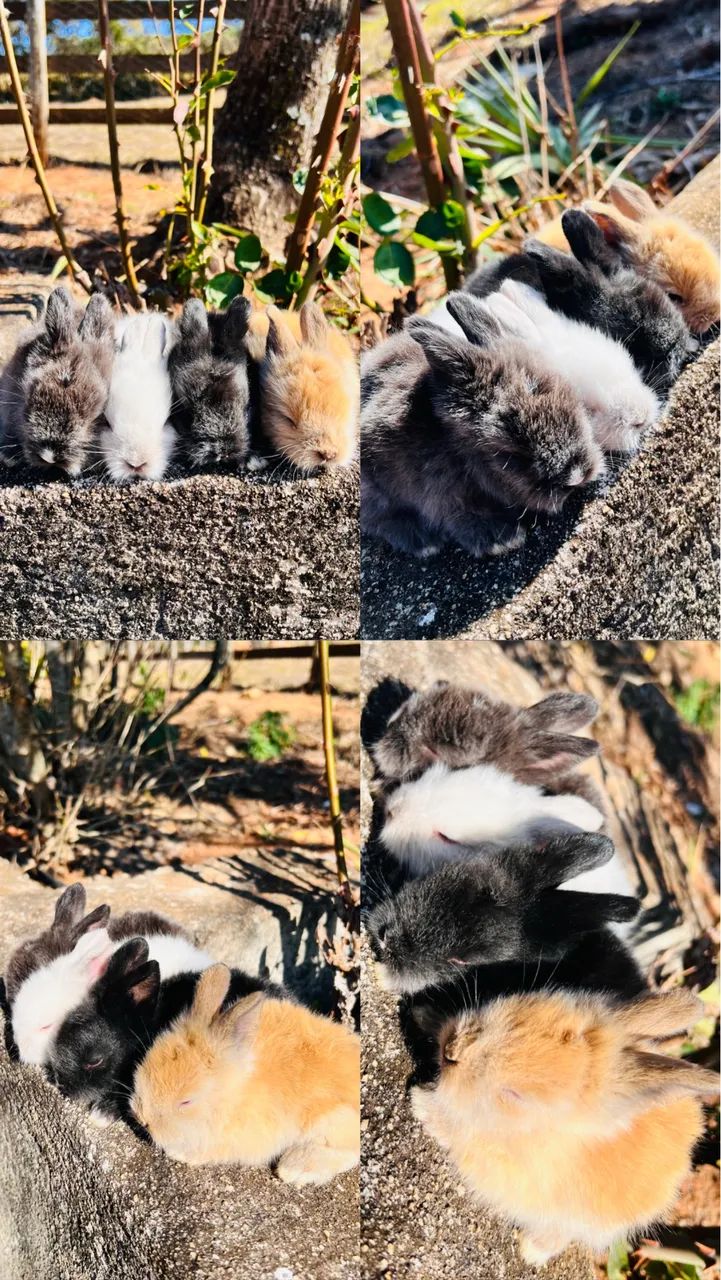 Coelhos mini Lion  - Foto 3
