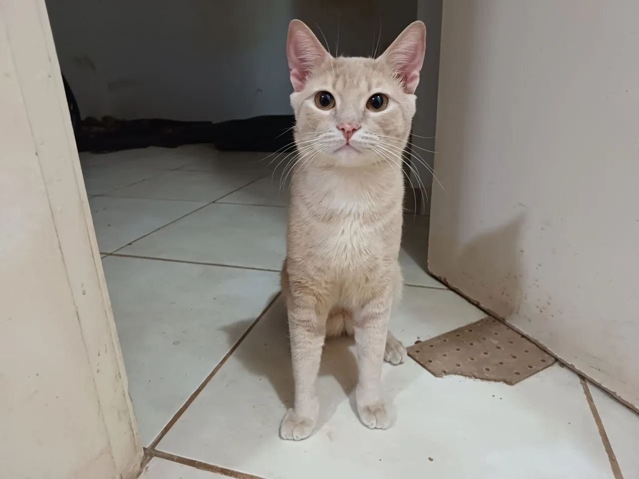 Doação responsável