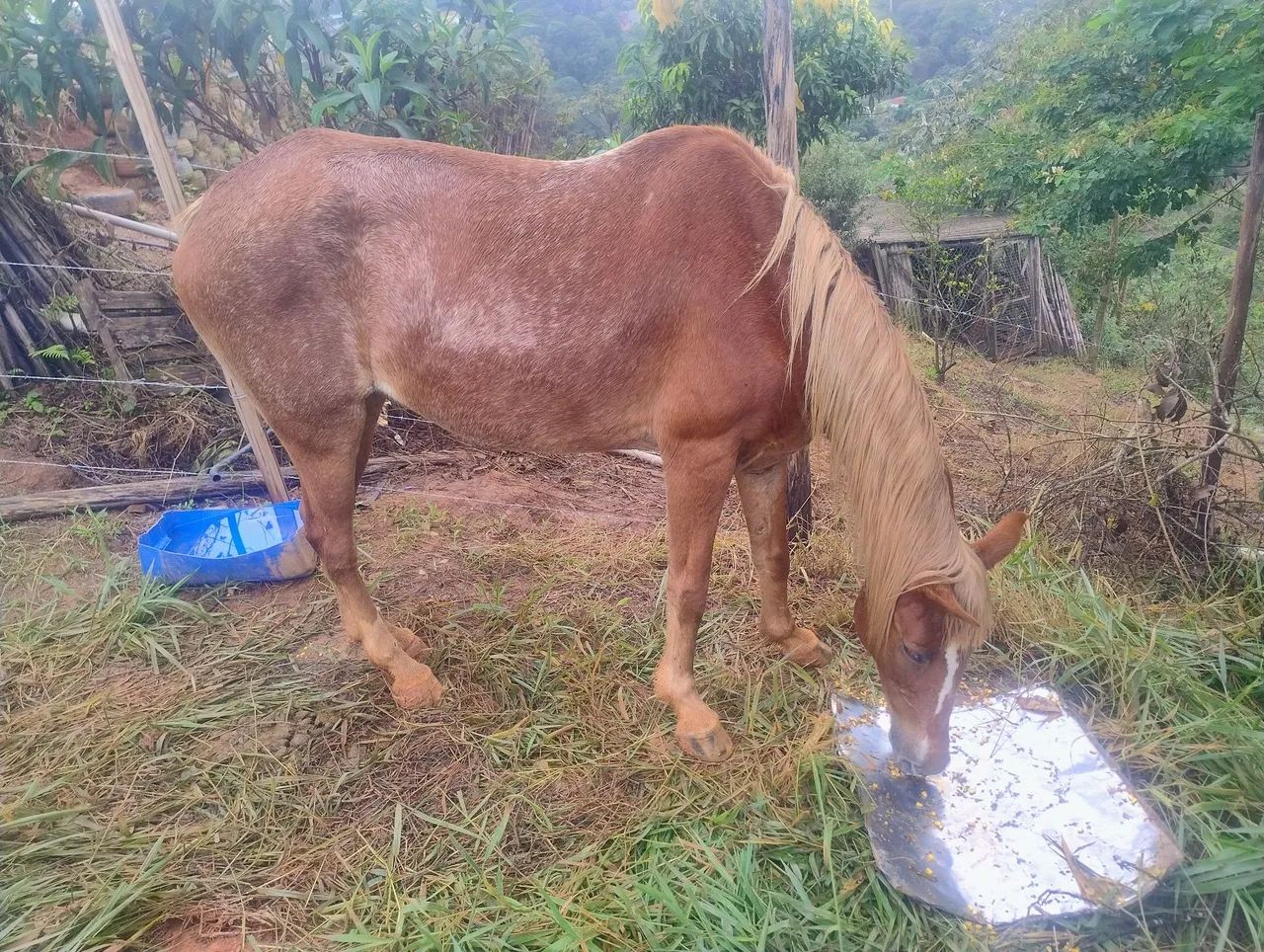 Égua 8 anos - Foto 2