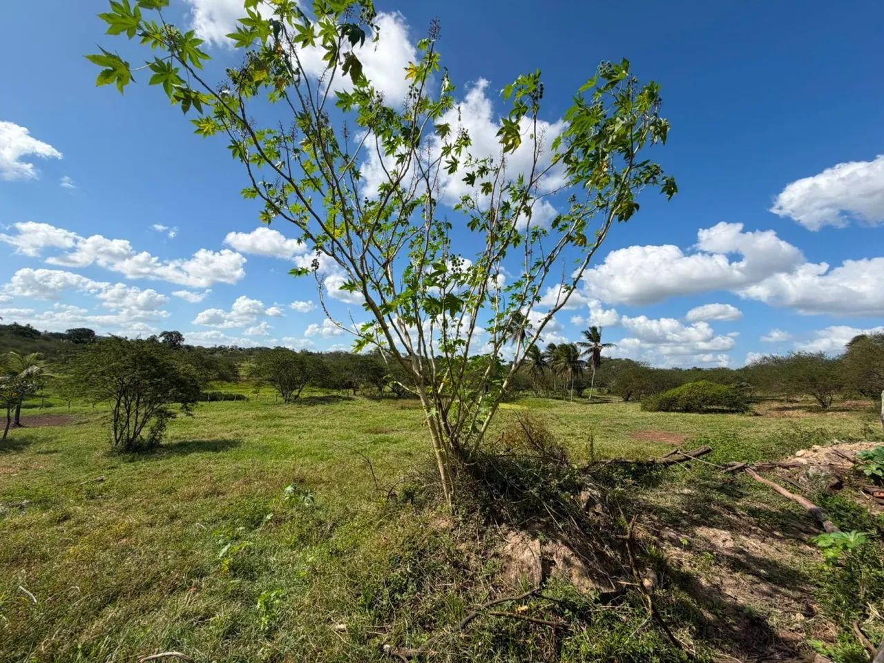 SÍTIO À VENDA  POVOADO CAATINGA REDONDA - Foto 5