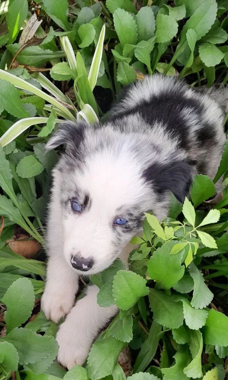Border collie - Foto 2