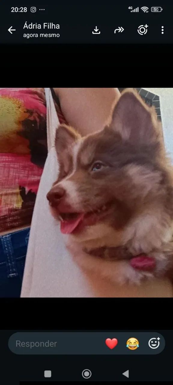 Filhote de husky Siberiano  - Foto 2