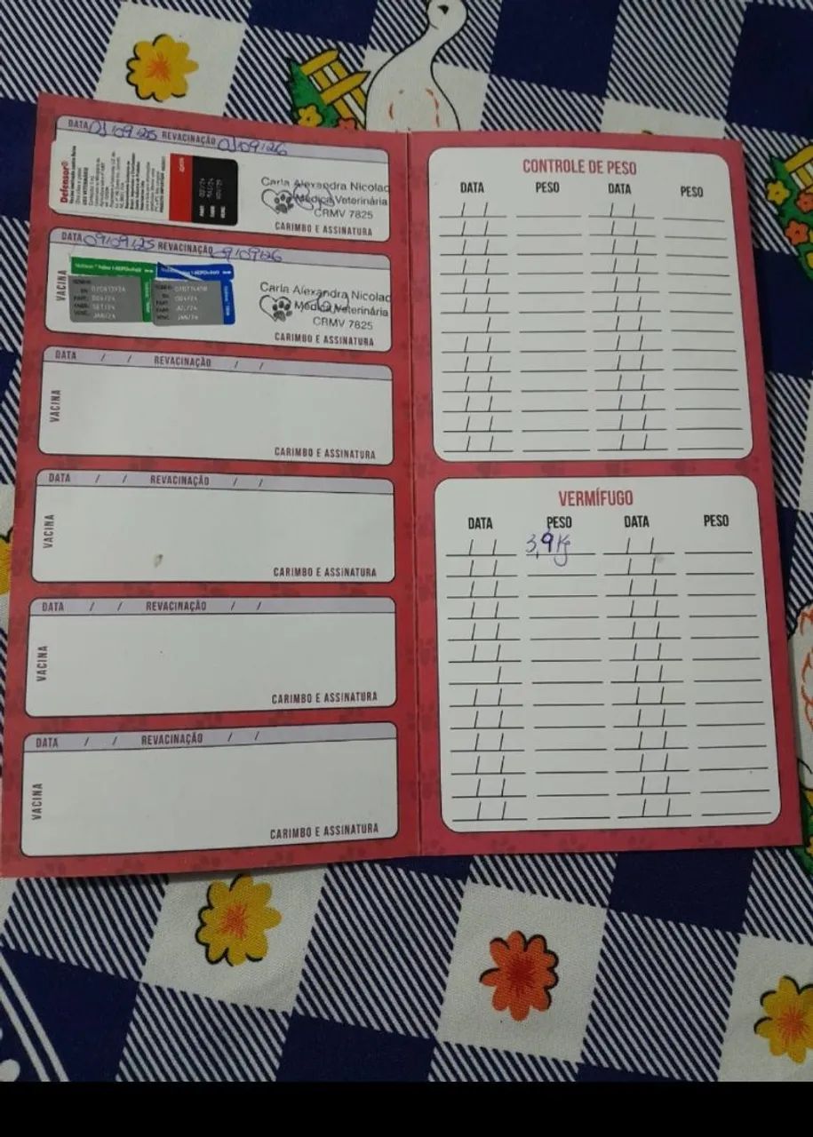 Gato siamês  - Foto 3