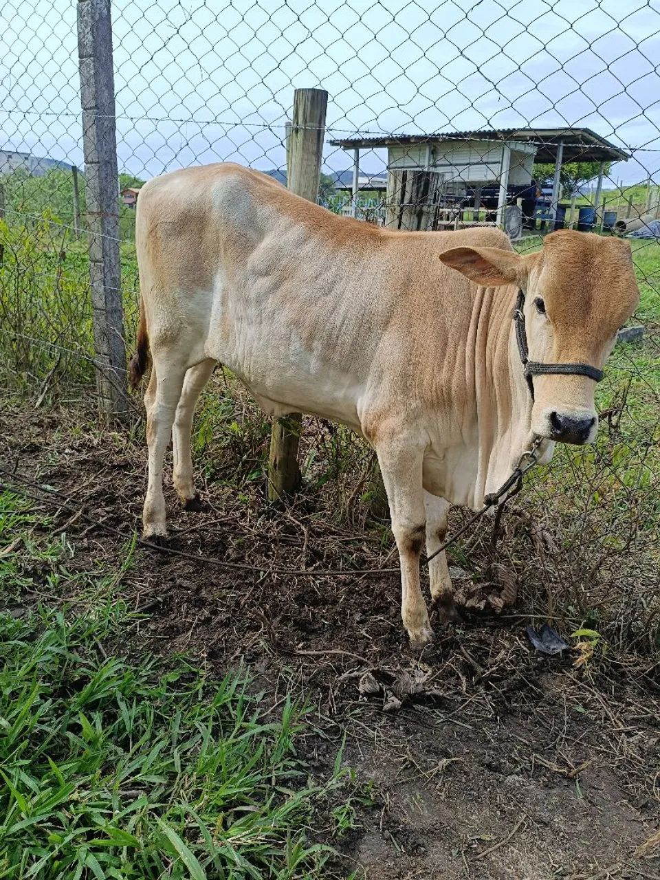 Vaca é terneira  - Foto 3