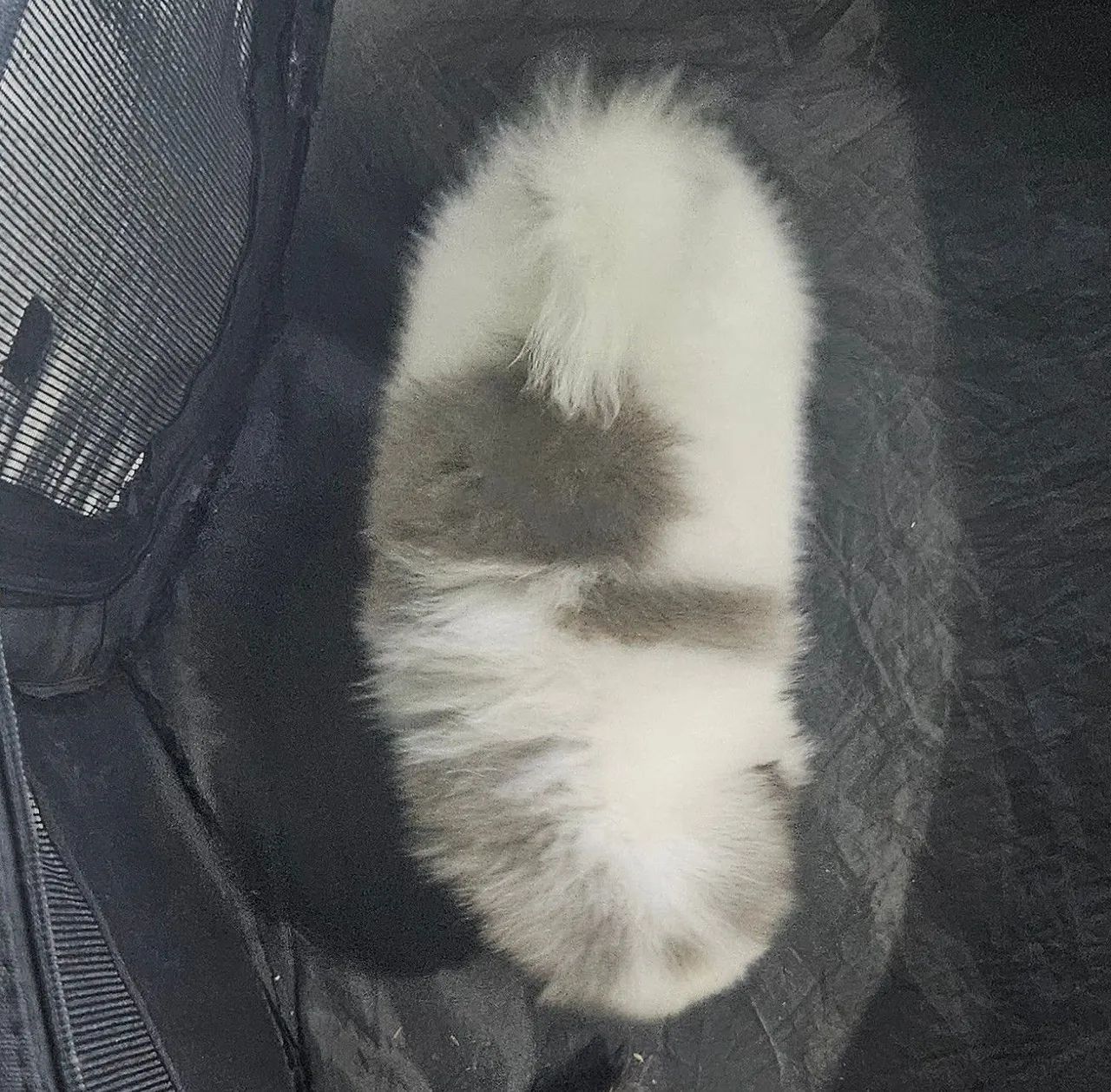 Spitz Alemão disponível   - Foto 3