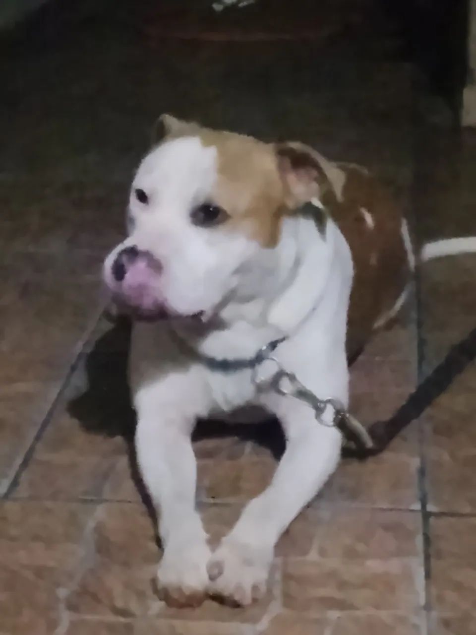 Pitbull Americanbully  - Foto 5