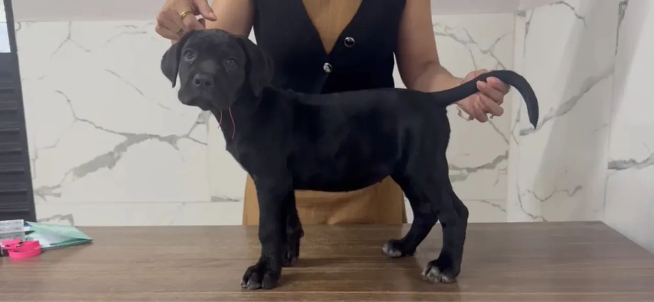 Cane Corso Filhotes 
