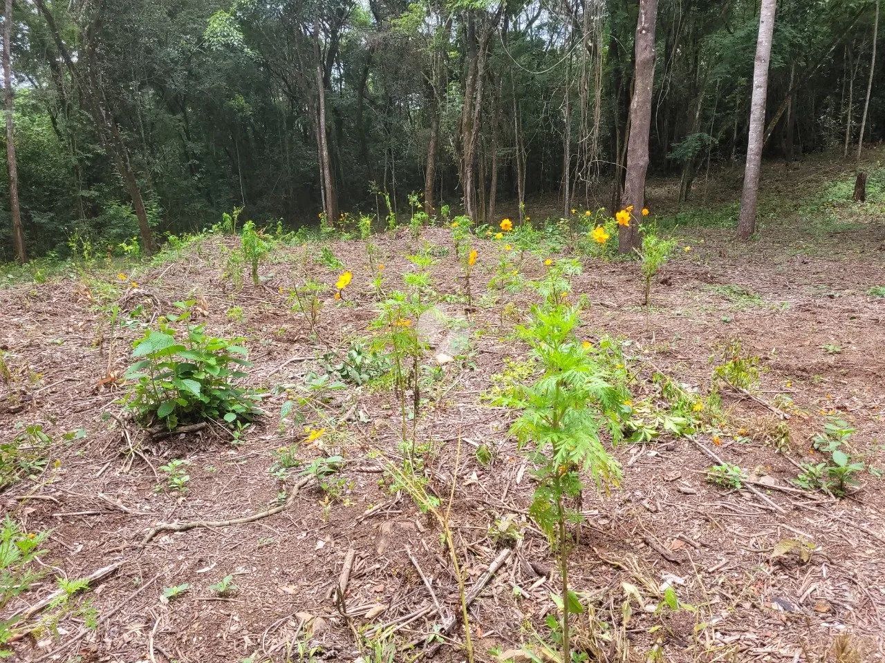 Terreno à Venda em Honório Bicalho - Foto 5