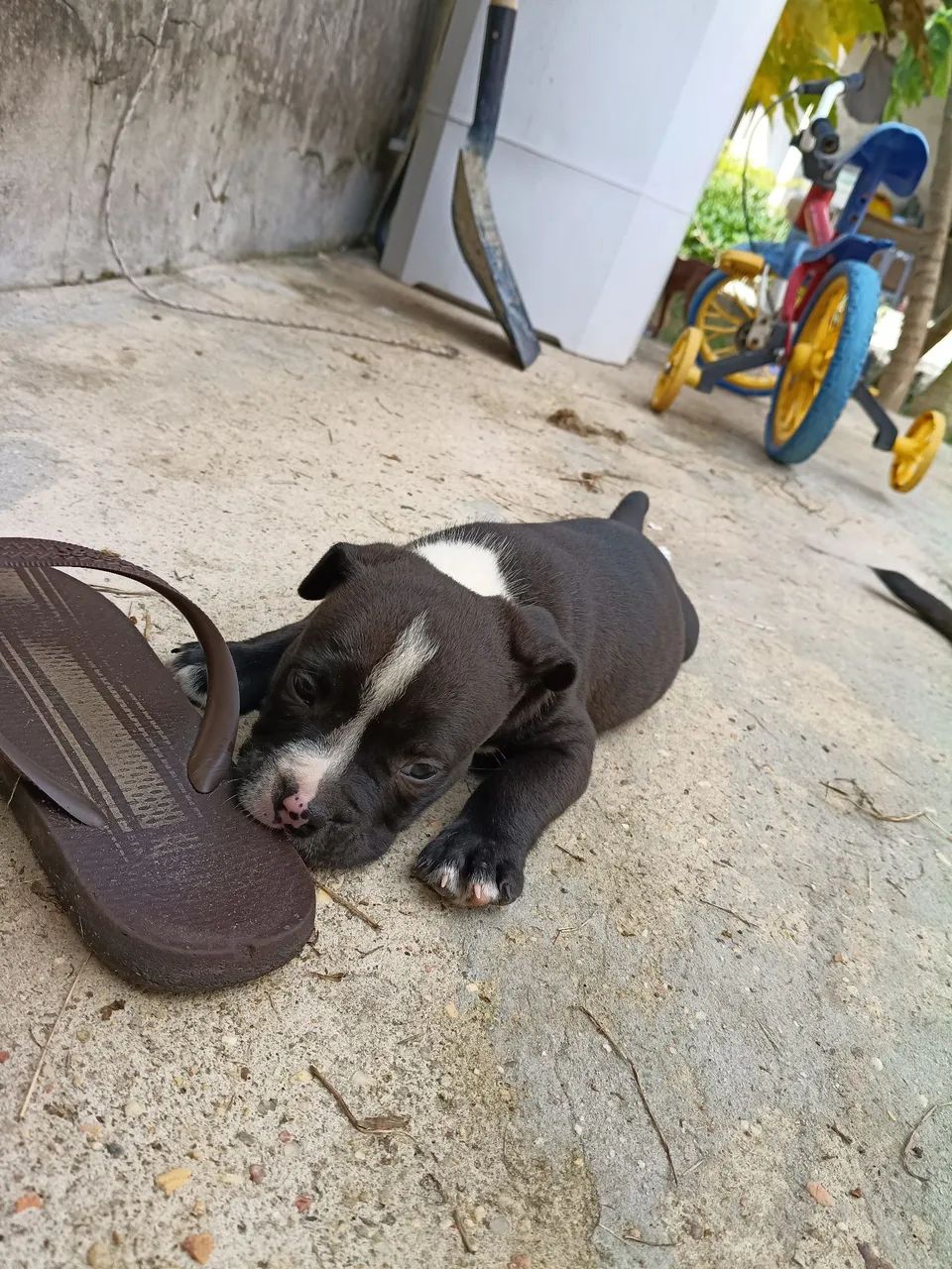 Vendo Pitbull puro - Foto 3