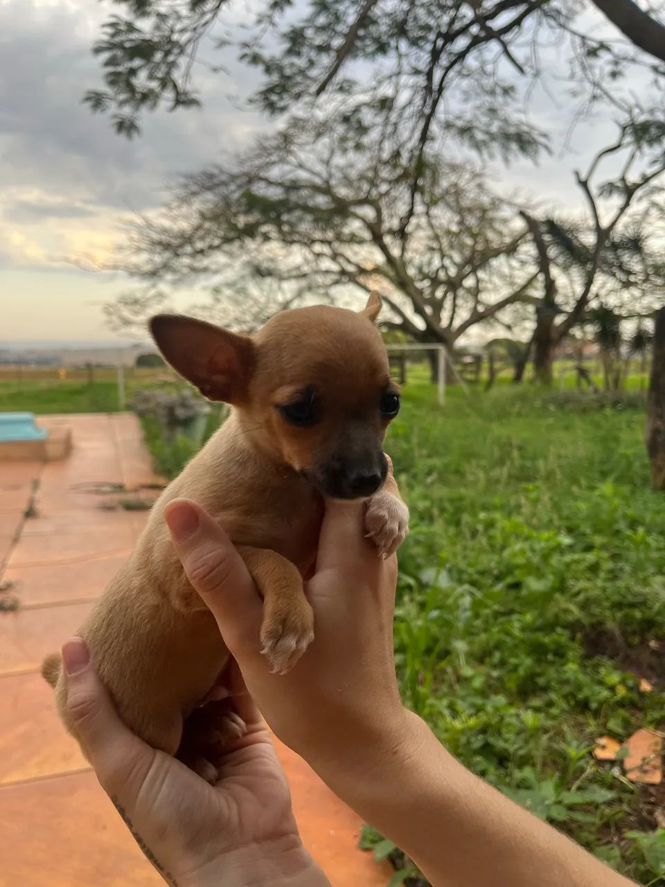 PINSCHER ZERO  - Foto 2