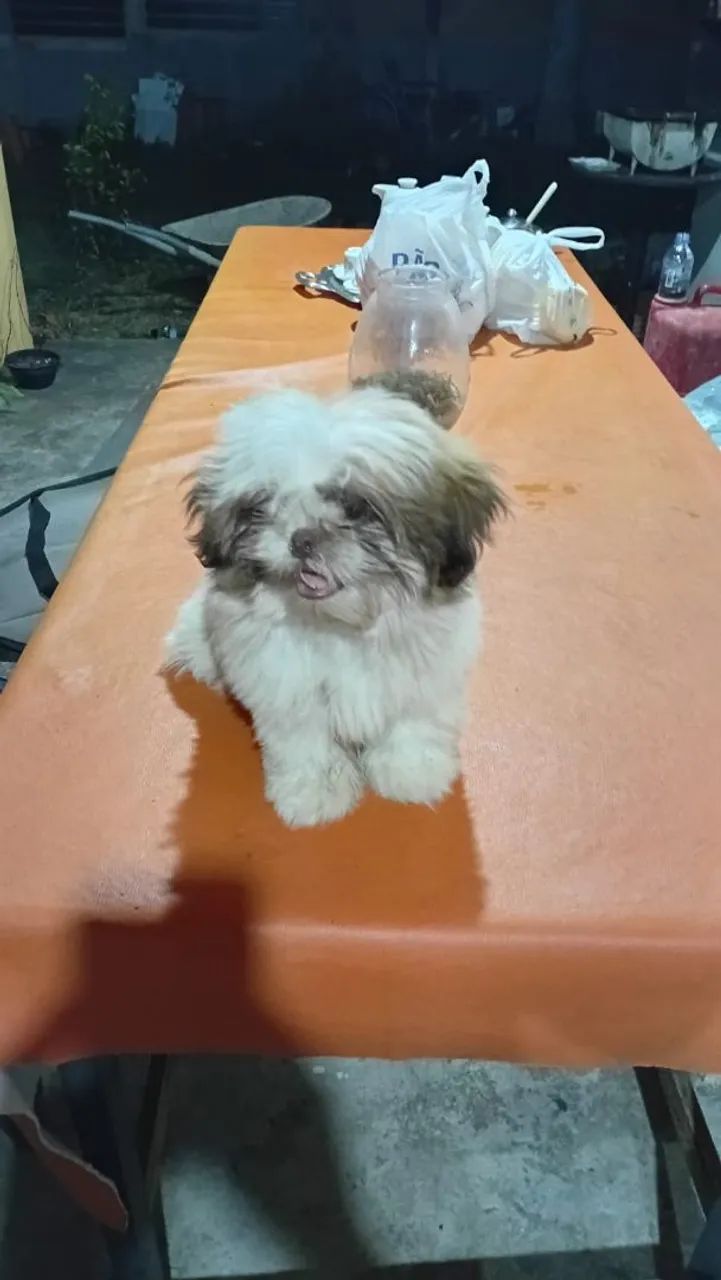 Cachorra shih-tzu fêmea  - Foto 3