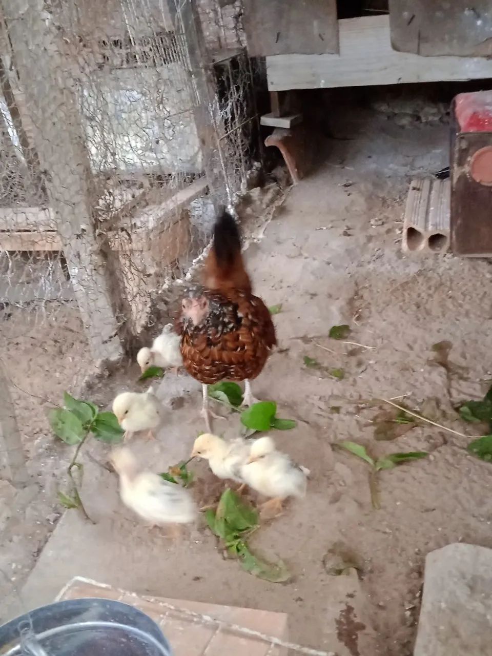 Galinha com pintinhos nagazaki  - Foto 4