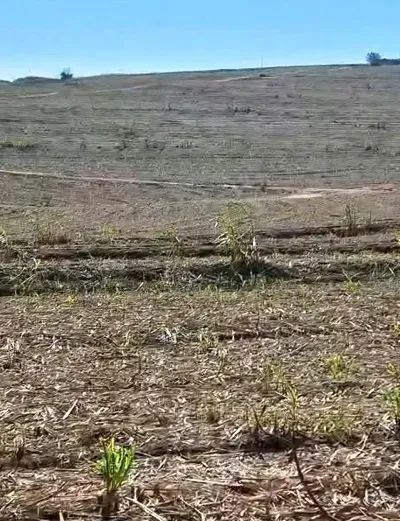 OPORTUNIDADE - TERRA ROXA - 25,80 ALQUEIRES - Foto 3