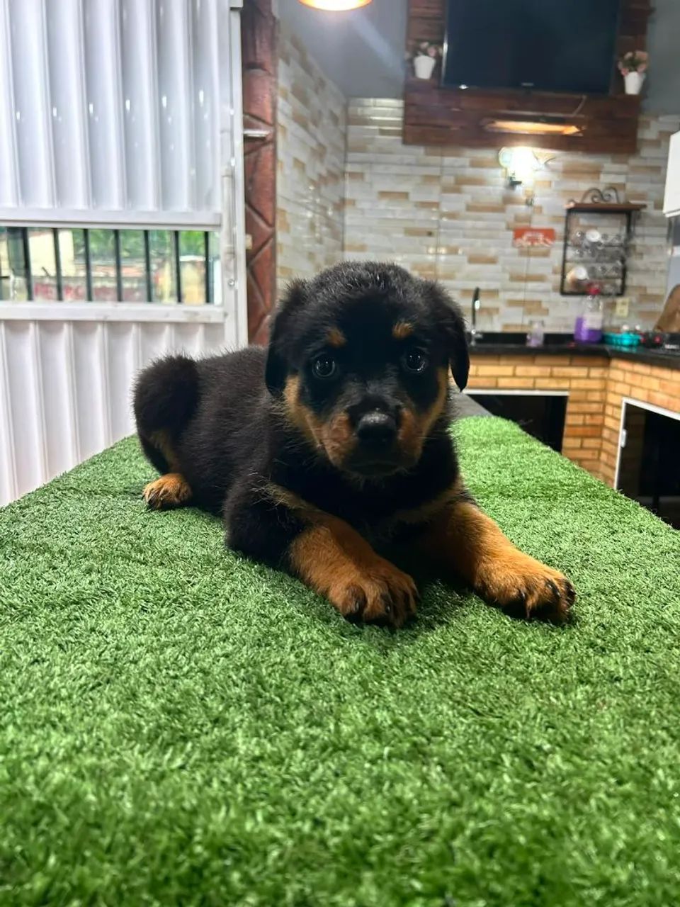 Rottweiler  - Foto 4