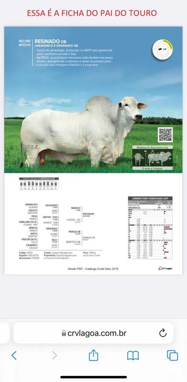 Touro Nelore PO REGISTRADO - Manso, Reprodutor de Elite - Foto 3