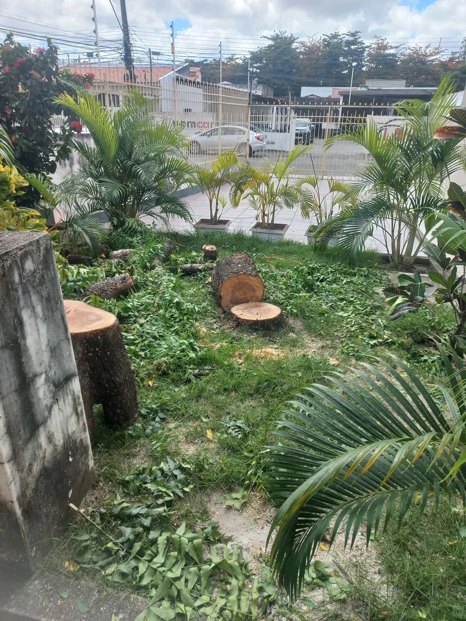 Jardinagem Serviço  - Foto 2