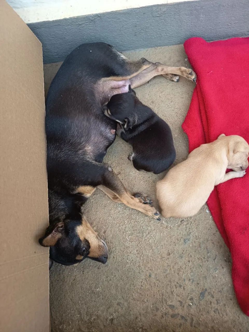 Pinscher 