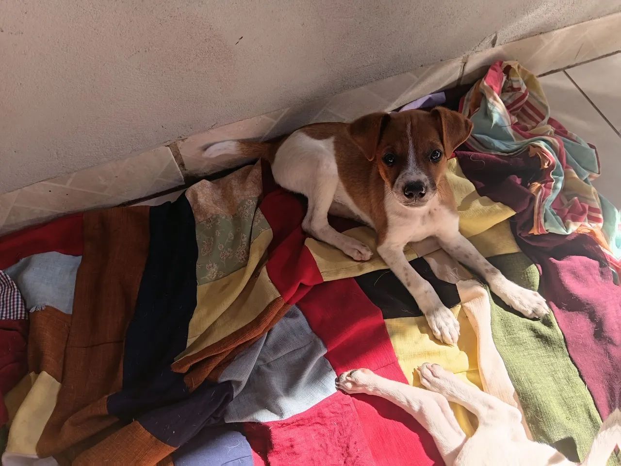 Adoção cachorro - Foto 2