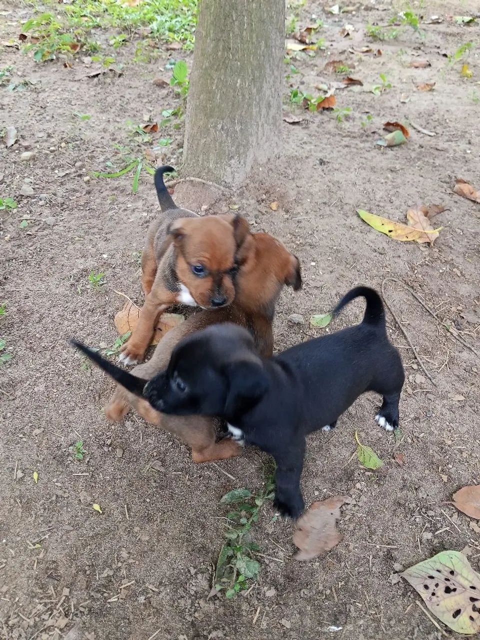 Cachorro  - Foto 2