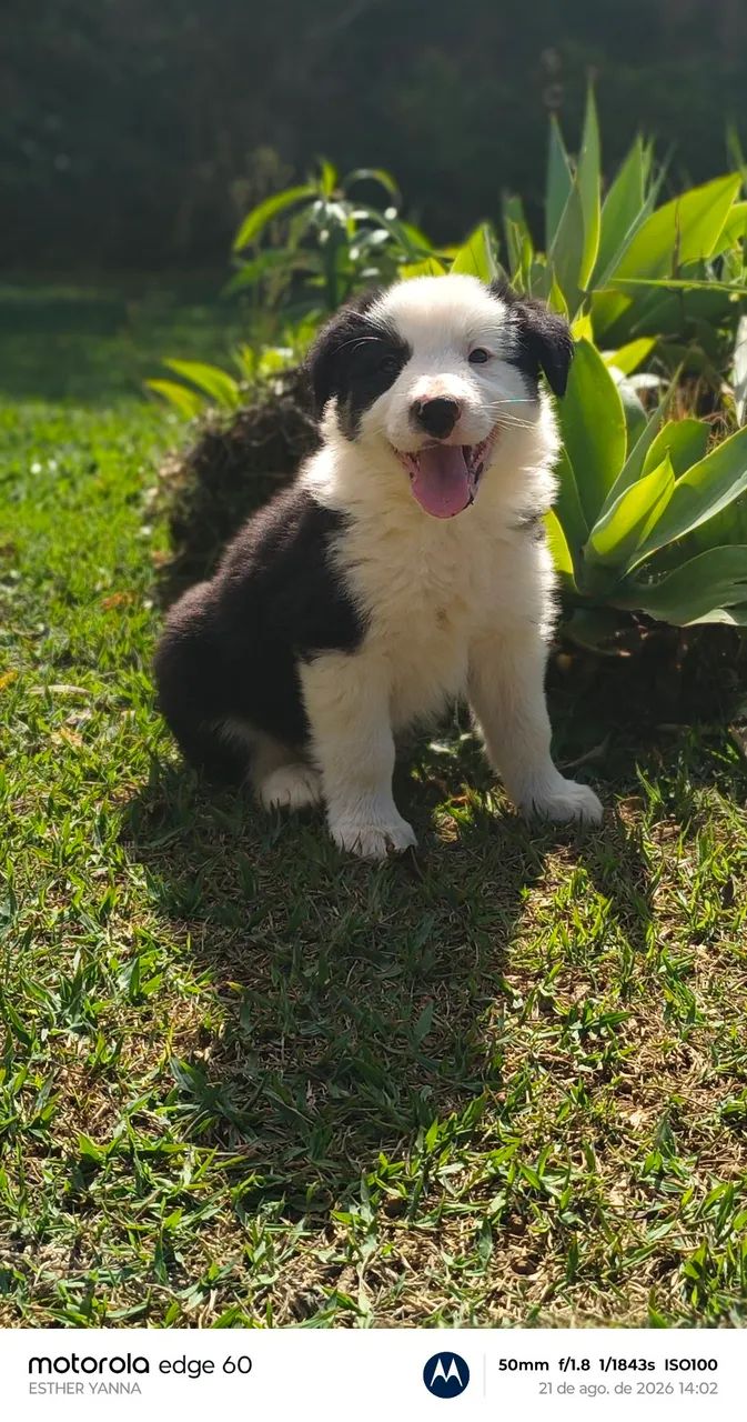 Borderô collie  - Foto 2
