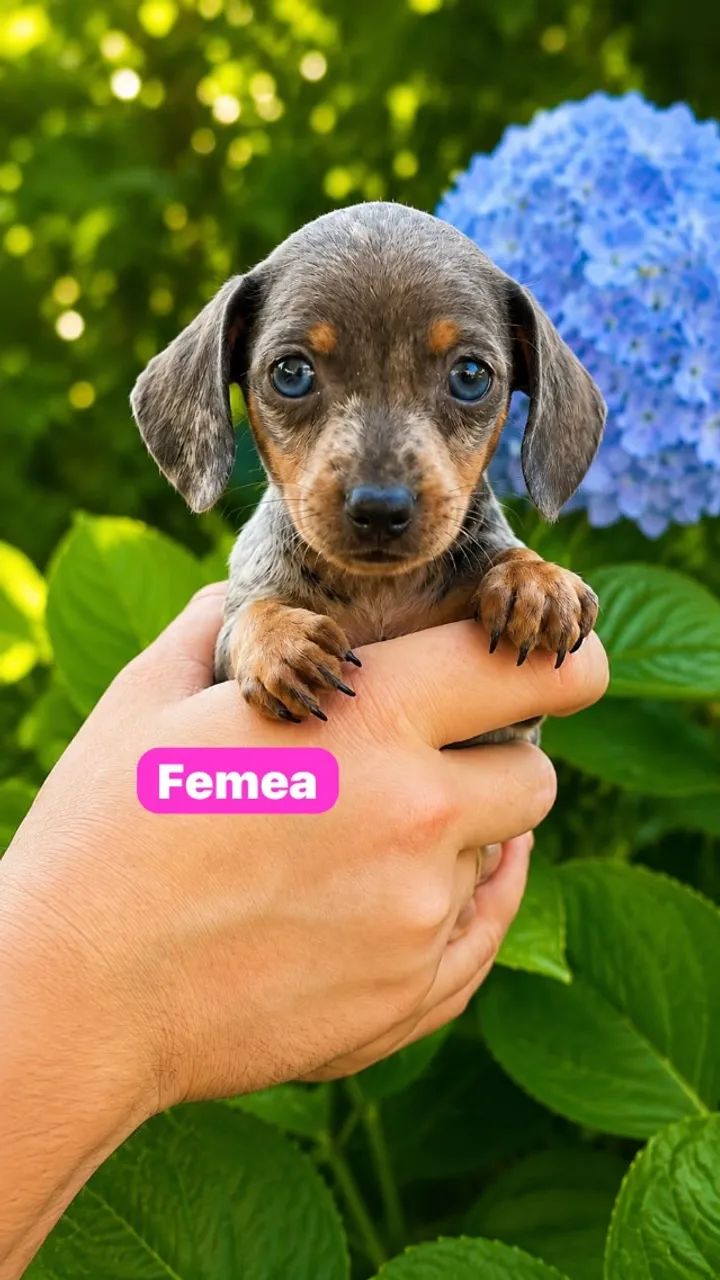 Dachshund Puro - Excelente Qualidade - Foto 2