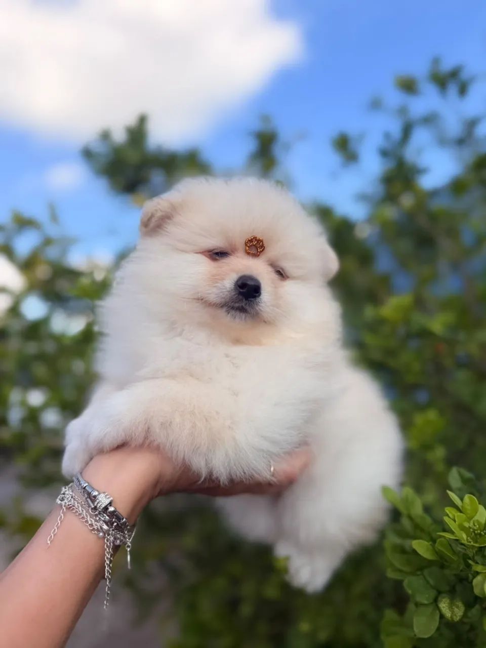 Lindos filhotes de spitz alemão ? - Foto 4