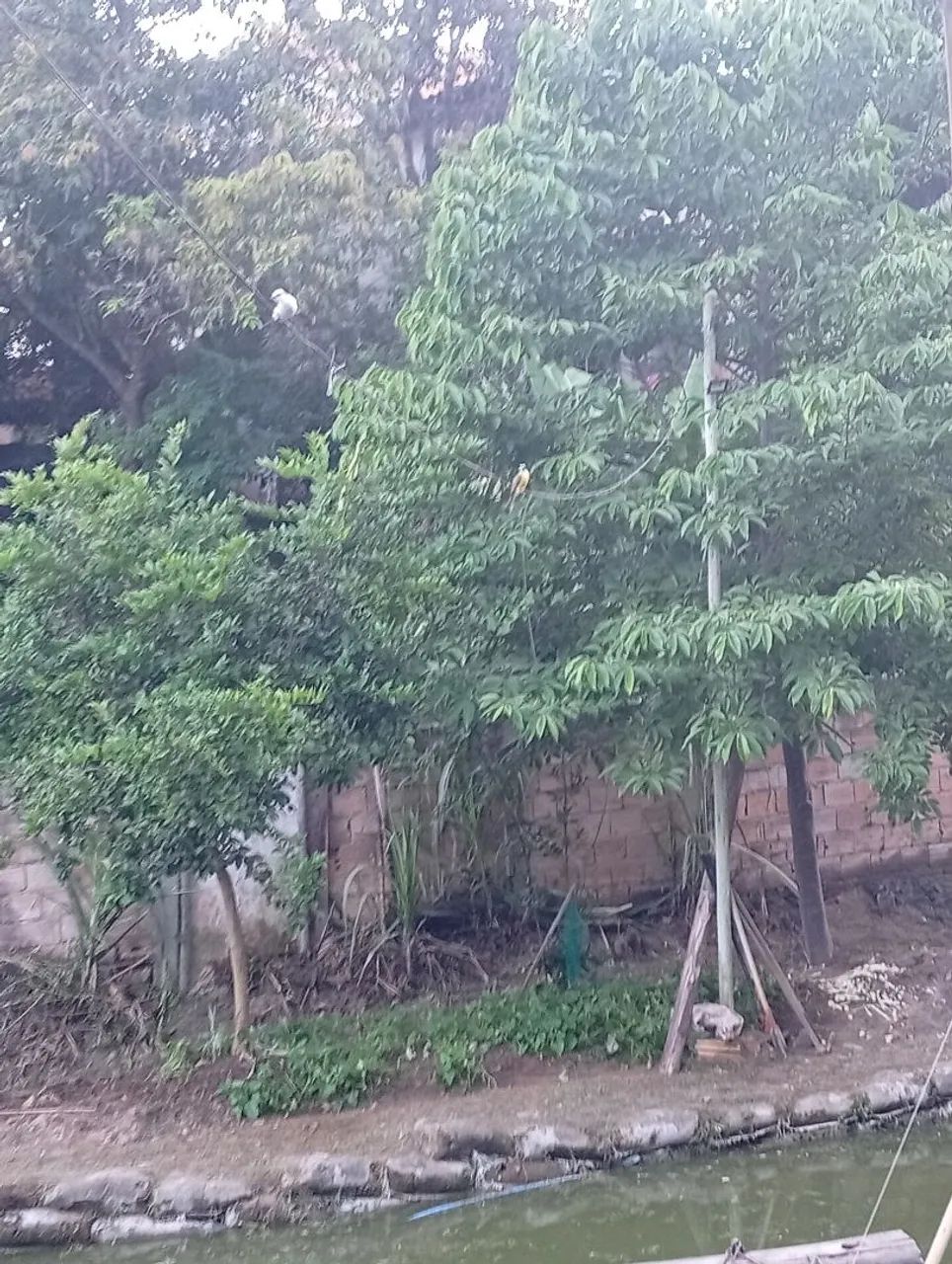 Vendo este terreno com casa - Foto 2