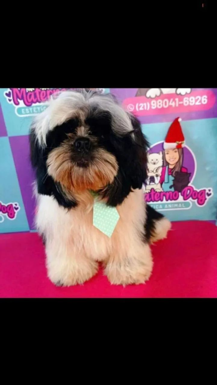 Filhote de shitzum  - Foto 4