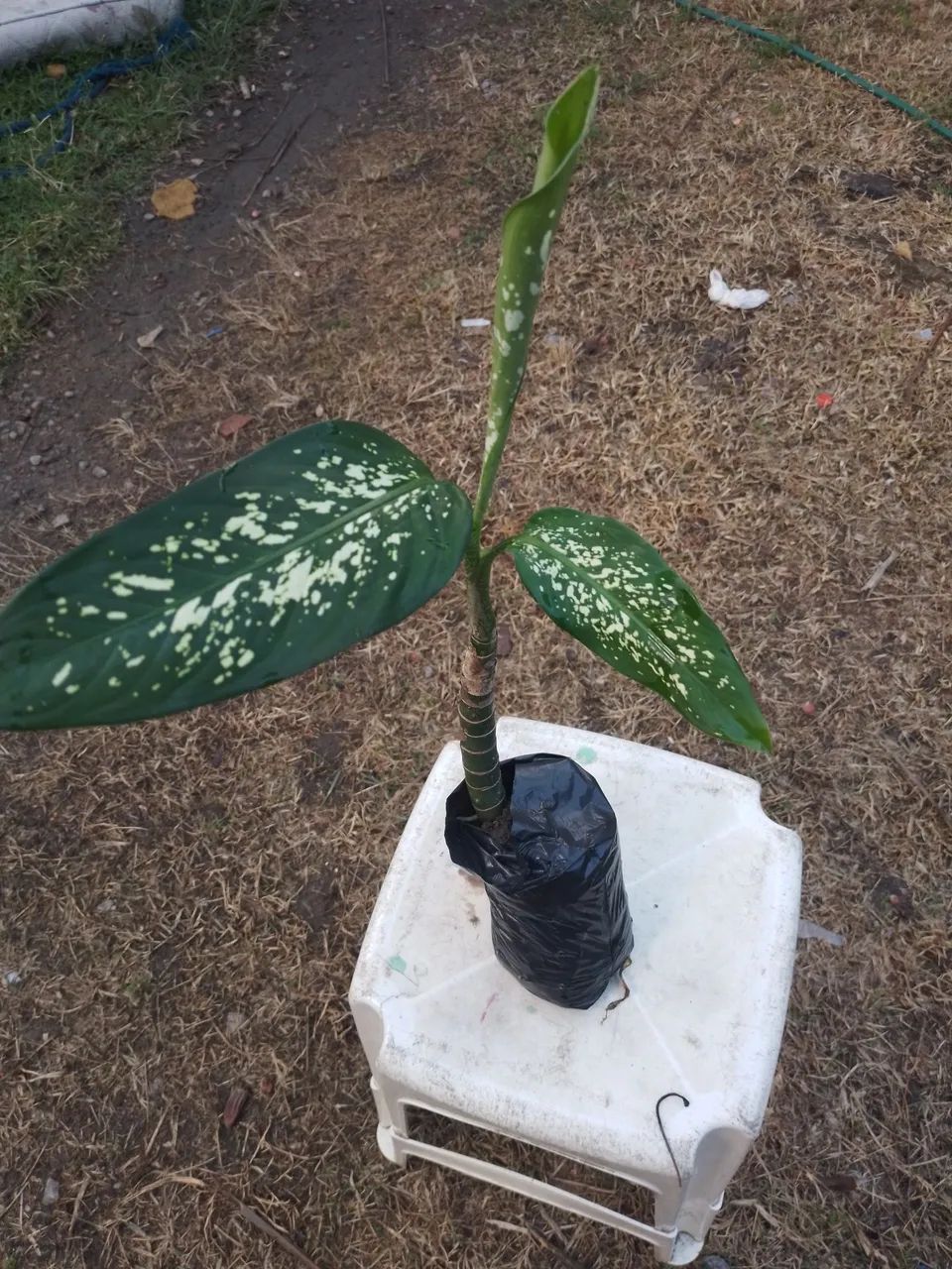 Comigo-ninguém- pode  - Foto 2